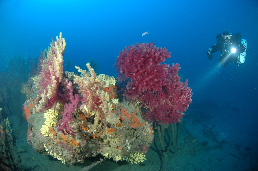 Golfo Dianese, a diving paradise