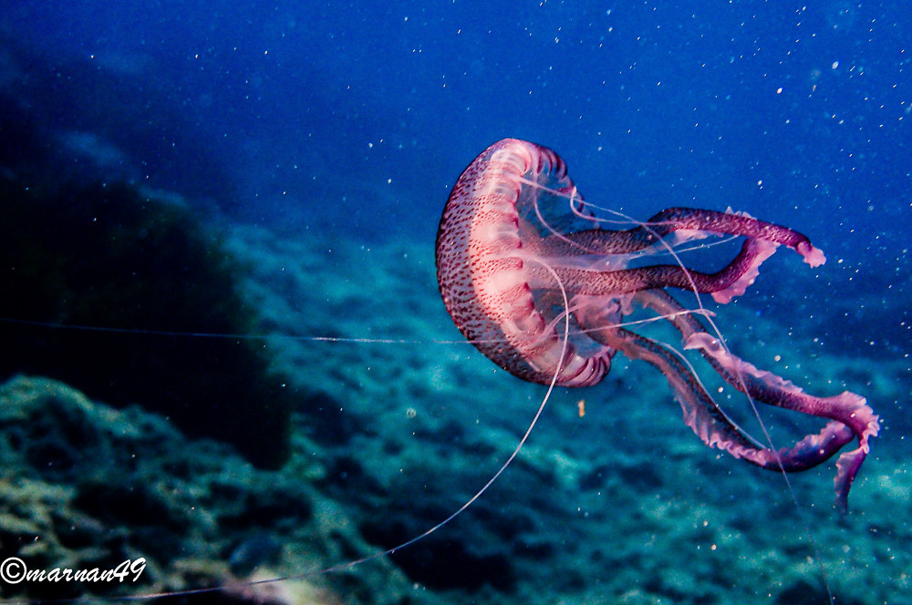 Roquebrune-Cap-Martin, an ideal place for snorkelling