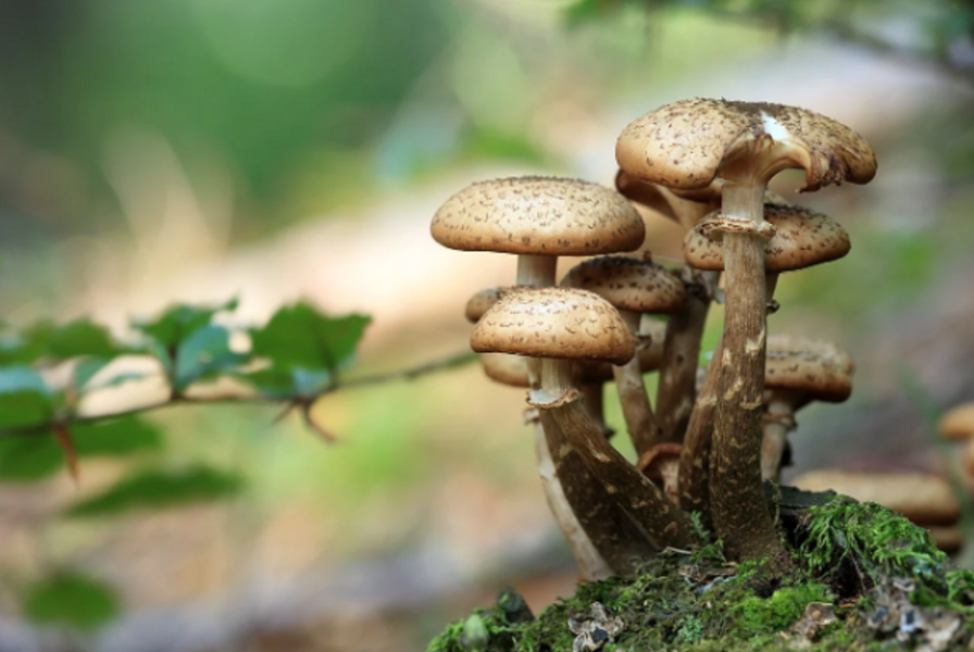 Allons découvrir les meilleures zones pour trouver des champignons dans la province d’Imperia 